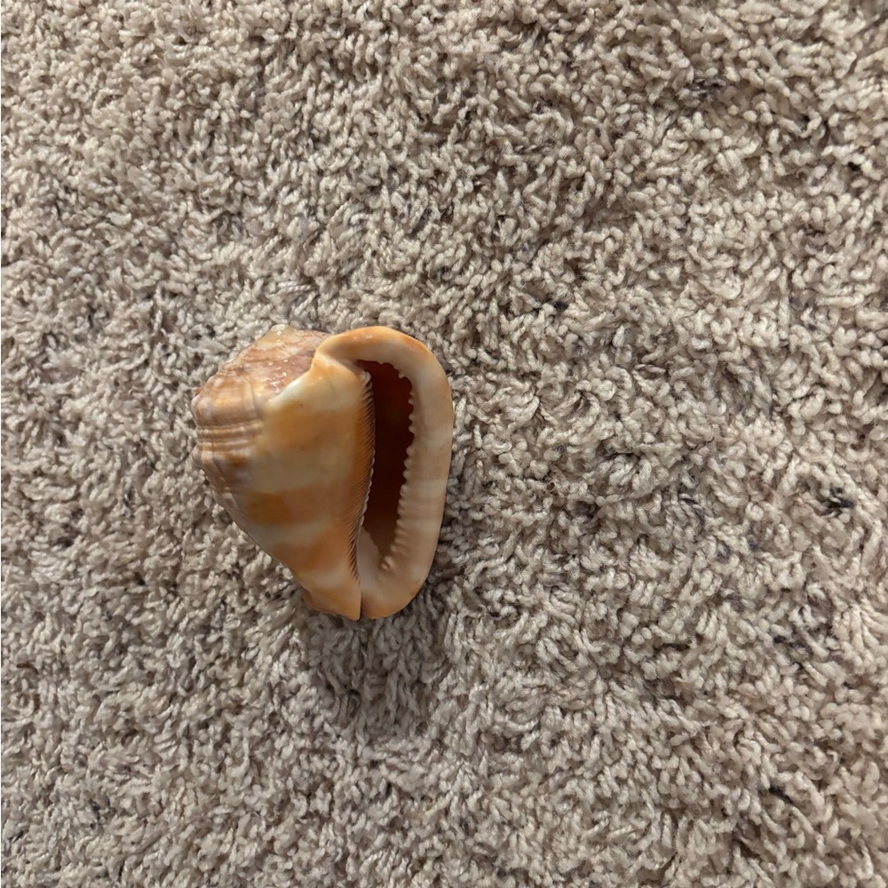 Natural Seashell Decor